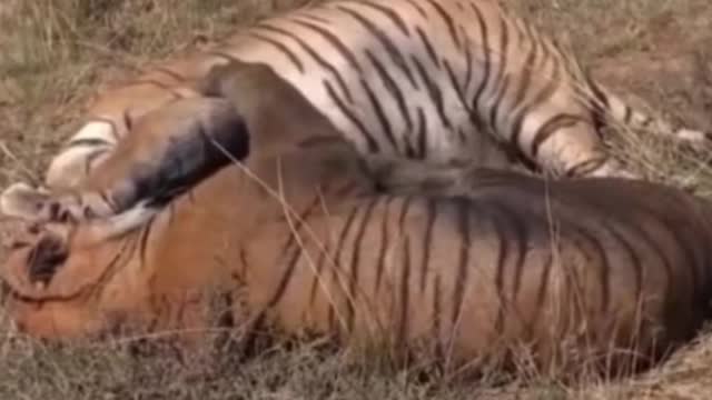 What did the two tigers fight about?