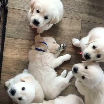 😍😍😍 Beautiful herd of puppies barking 😍😍😍