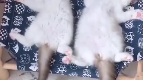 kittens are very tired