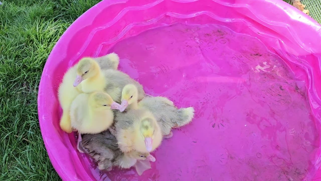 More goslings in the water