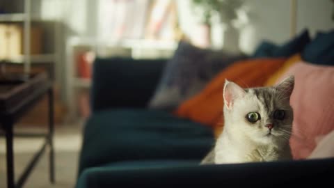 Cat sitting on sofa in living room. Domestic animal at home