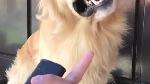 wildanimalsdoingthings - @pepe_the_golden