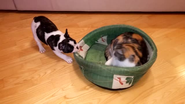 Smart dog tries to retrieve cat's bed