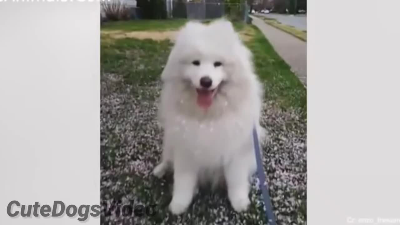 Cute Dogs Videos You Always Wanted to Watch _ CuteDogsvideo !