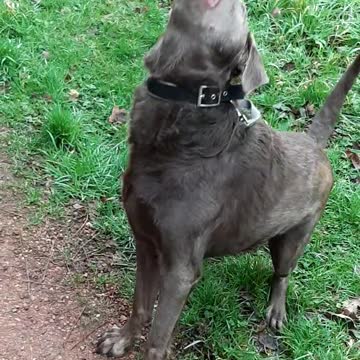 Labrador can't catch a cookie