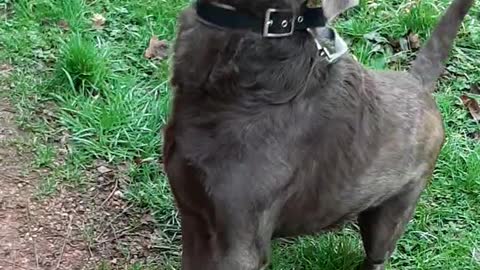 Labrador can't catch a cookie