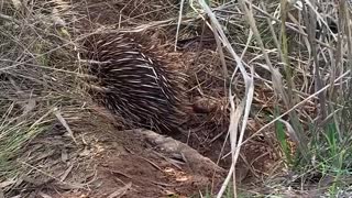 Train of Echidnas Crosses Road