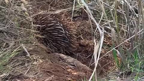 Train of Echidnas Crosses Road