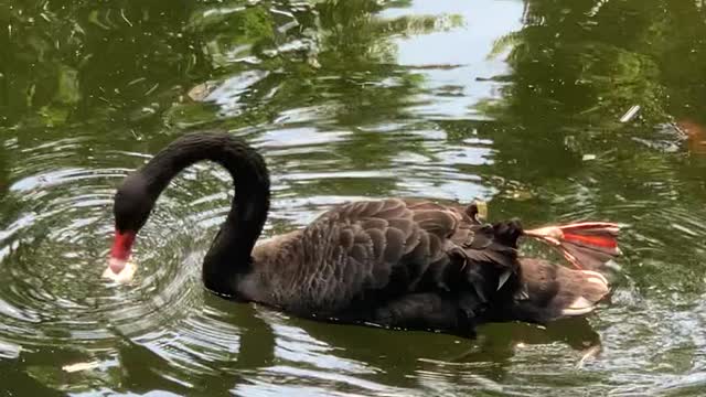 Black goose swimming towards me