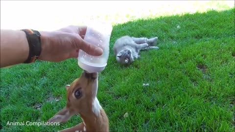 Cute Little Baby Deer Hopping & Jumping happy