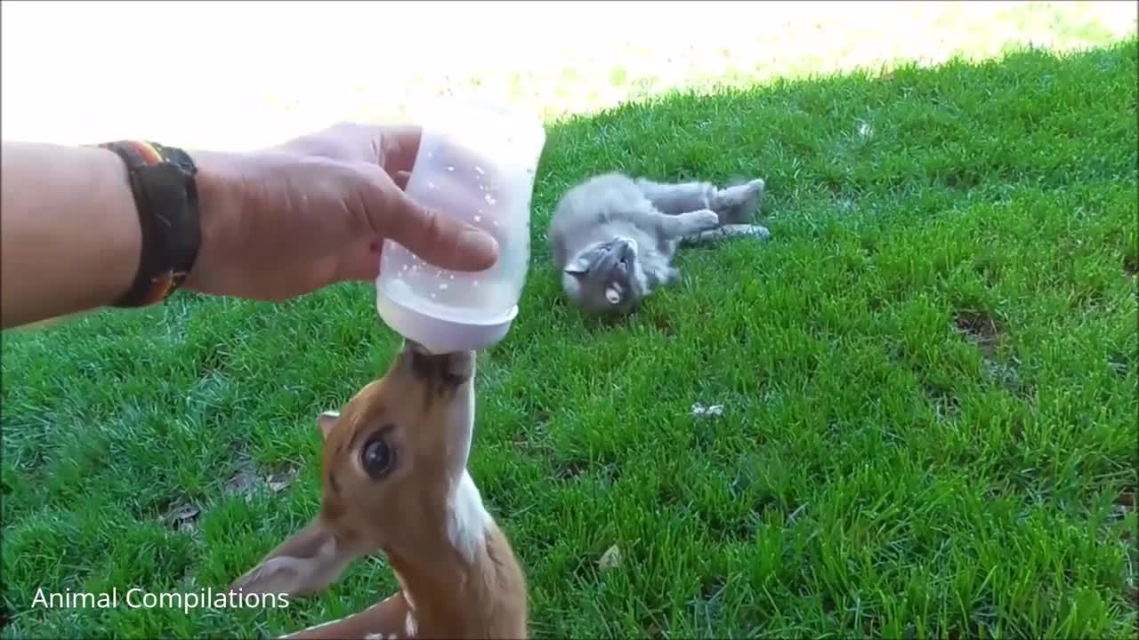 Cute Little Baby Deer Hopping & Jumping happy