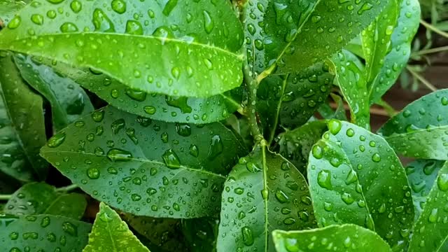 How to grow lemon tree from store bought lemon