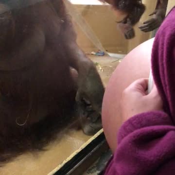 Orangutan Kisses Glass As Woman Shows Her Pregnant Stomach