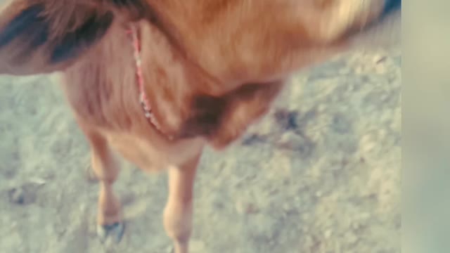 surprising video of cow