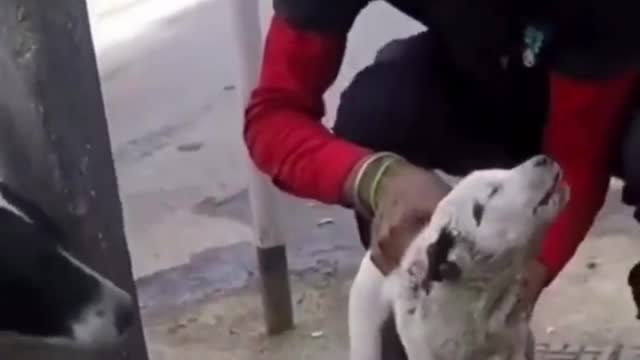 An injured puppy was rescued and treated