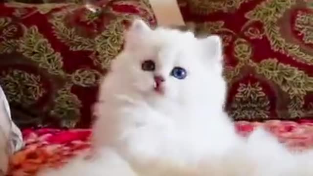 Lovely and Cute Cat Videos#Cutecat#Pets#Shorts