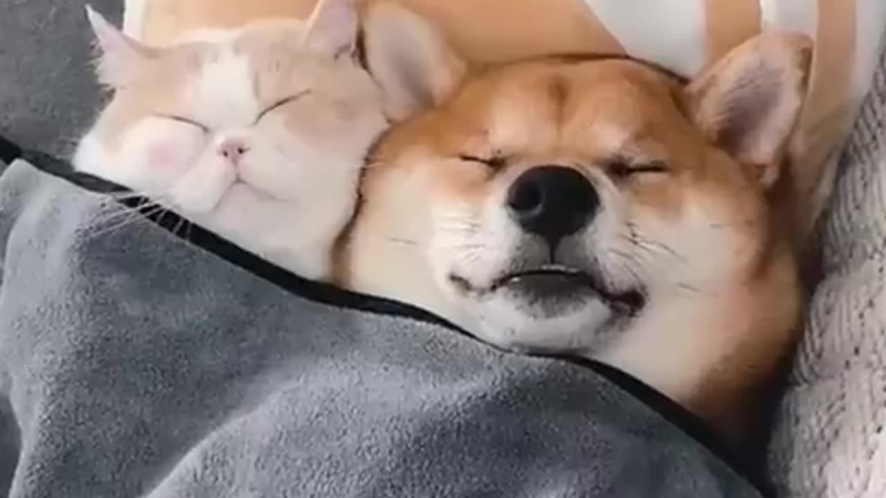 Friendship ♥️ cat and dog duo