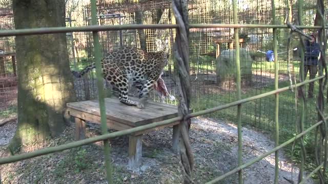 How to feed big cats ........ not an easy