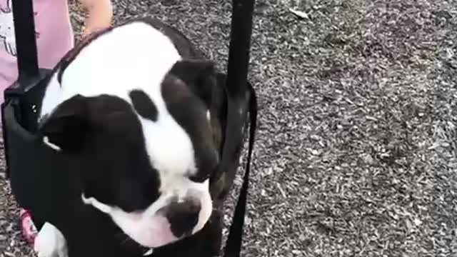 Swinging Dog