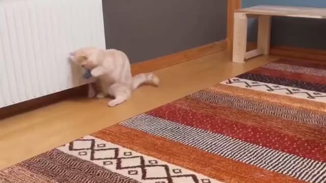 All cute and loving animals