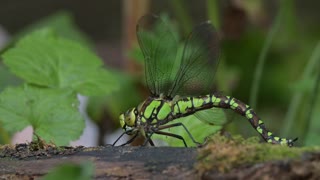 Southern Hawker Female ovipositing in my garden pond