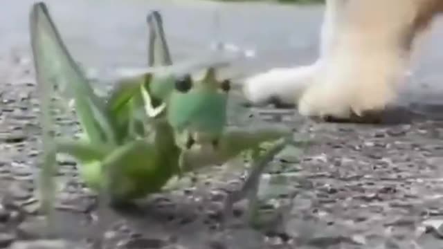 cute & funny dog -funny dog #shorts