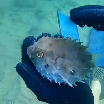 Watch the fish eat fishing rods. While under water