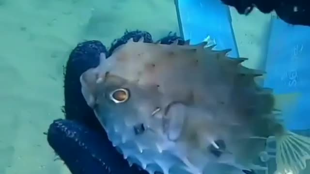 Watch the fish eat fishing rods. While under water