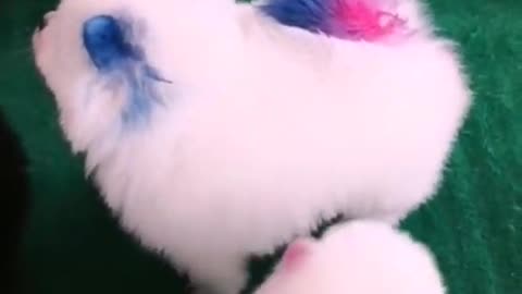 Cute puppies//2022