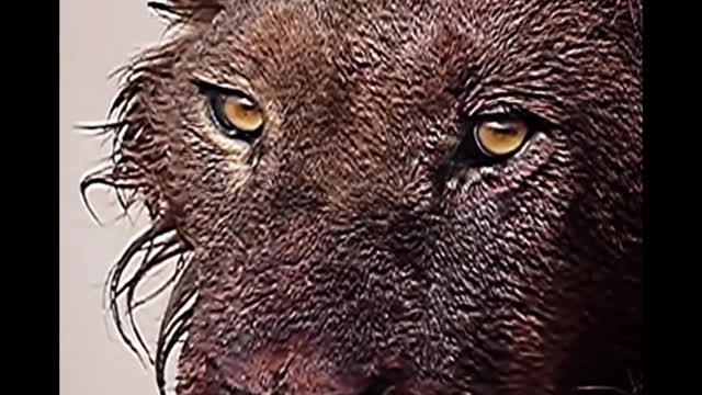 This lion looks very fierce