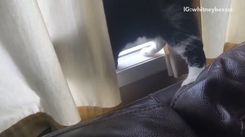 Cat falls in between sofa and window