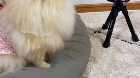 My pets watching their best singer