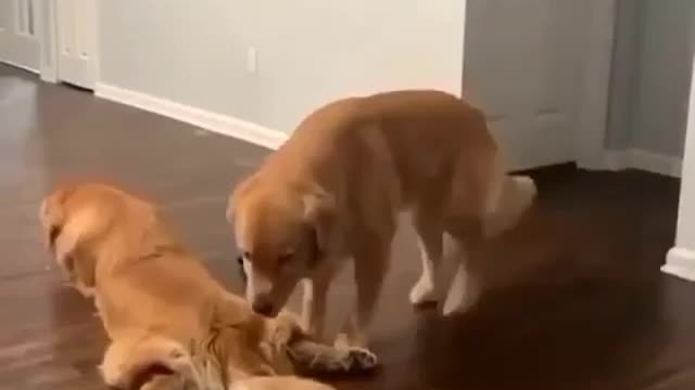 My favorite pillow 😂😂😂 funny dog video