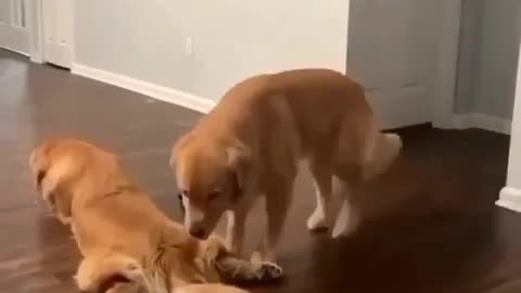 My favorite pillow 😂😂😂 funny dog video