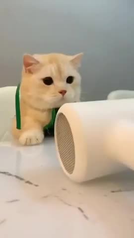 Cute cat funny videos whatsapp status│Cute cat whatsapp status│Whatsapp status│#shorts #cute