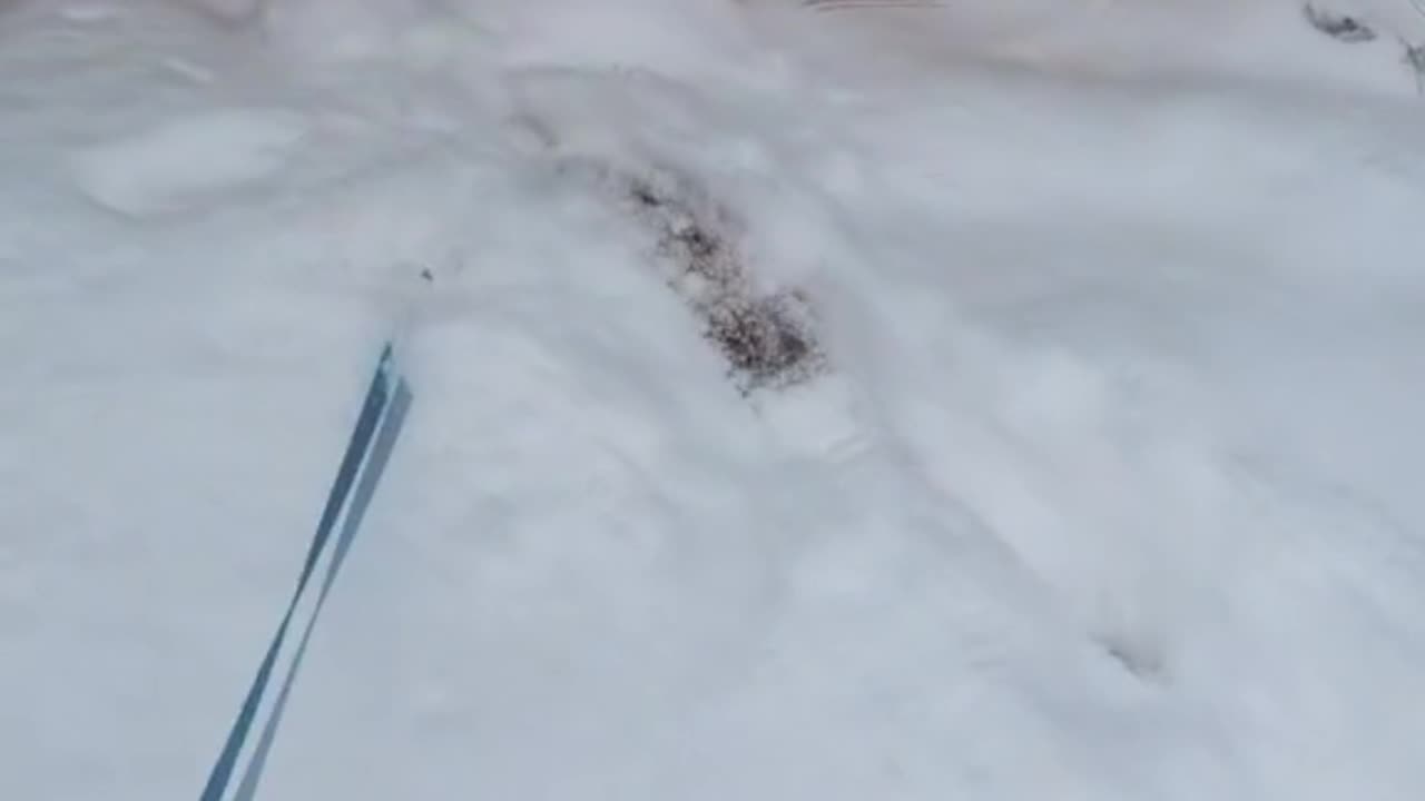 Ferret Plays In Freshly Fallen Snow