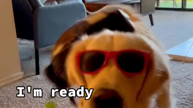 No pupscape