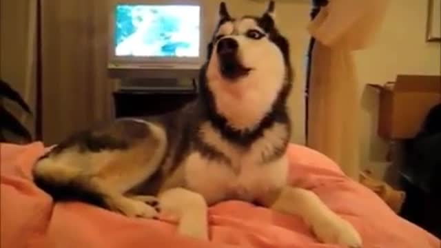 Best cat & dog funny video