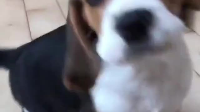 Little baby dogs sound