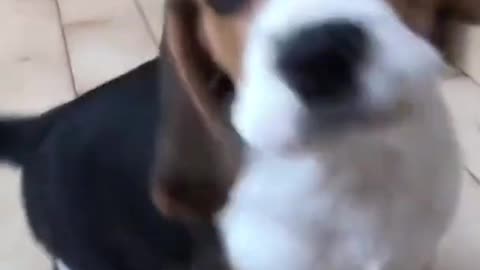 Little baby dogs sound