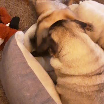 New puppy and old mama pug