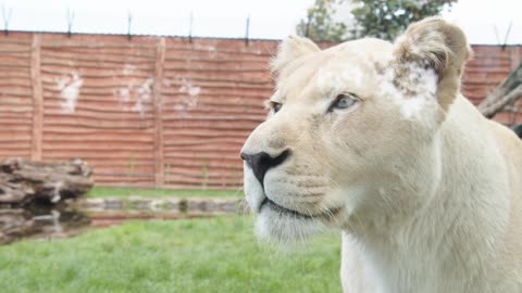 The most beautiful rare animal is a white lion for the first time you see it in your life