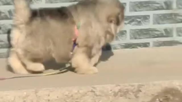 Funniest and Cutest Puppies