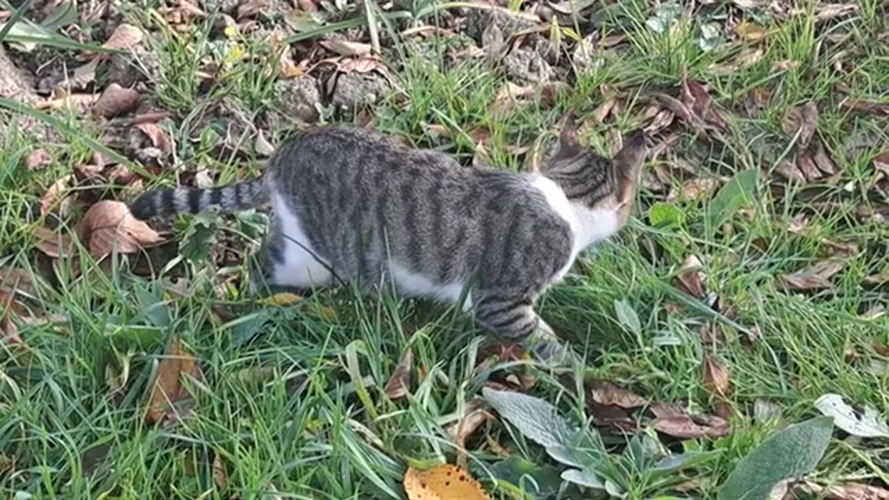 Cute kitten and cute cat (Natural video shoot)