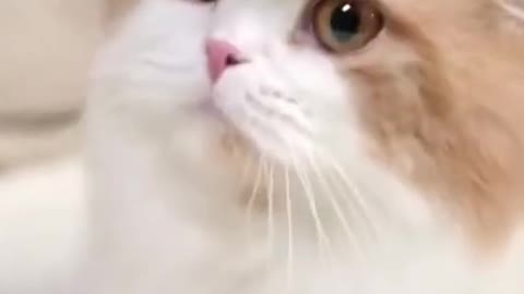 Funy Dog and Cat video