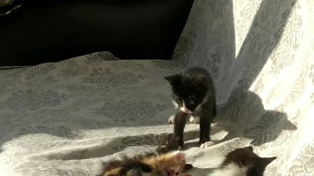 SUPER CUTE KITTENS AT PLAY