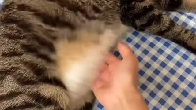 Playing with a cat | Just for fun