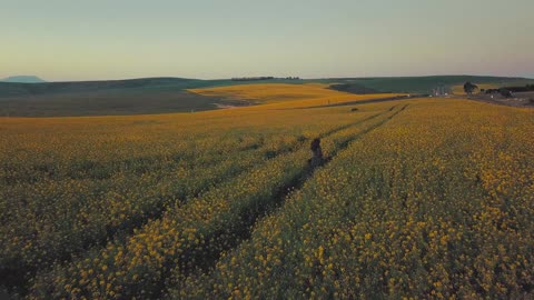 Overhead drone footage of a beautiful flower garden