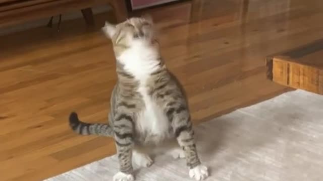 Cat Sneezes Continually in Loop