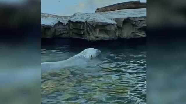 Polar bears are also good at playing basketball in the water.